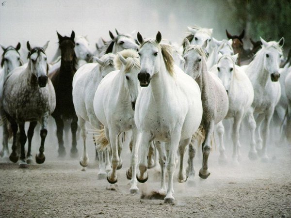 Cavalli in corsa